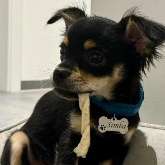 Hundemarke Namensschild aus Edelstahl  mit Gravur personalisiert mit Name